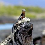 Prepare for a galapagos islands tour
