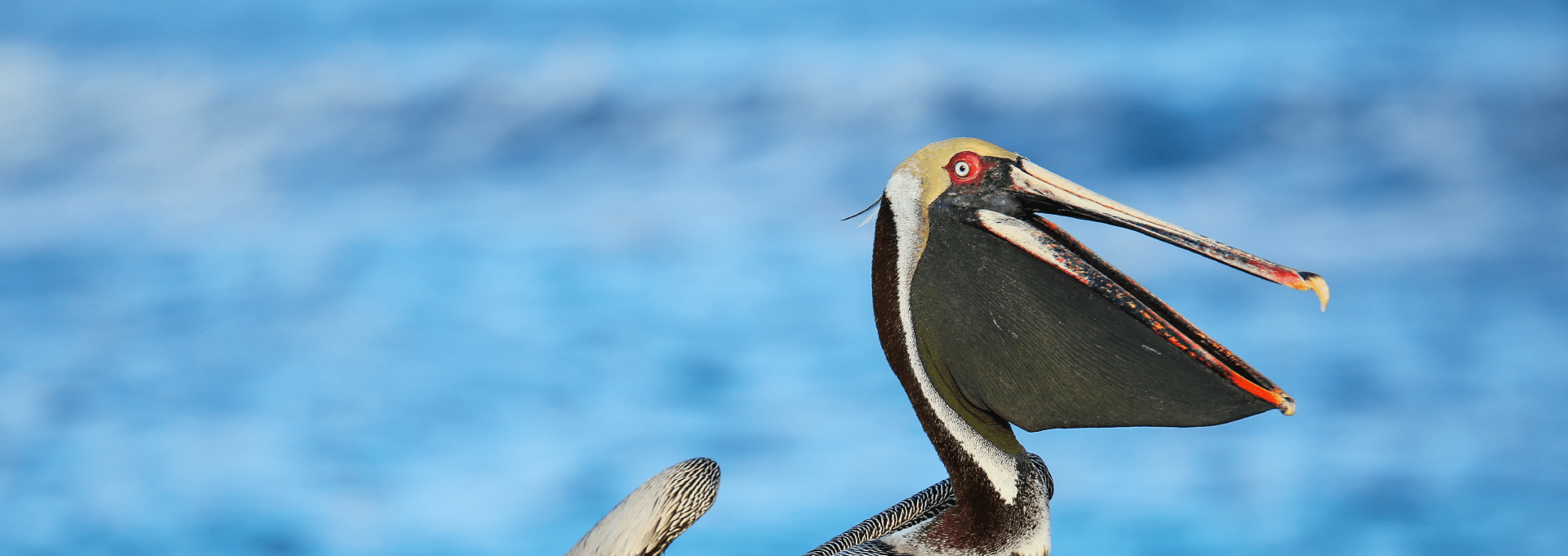 Brown pelican in the galapagos